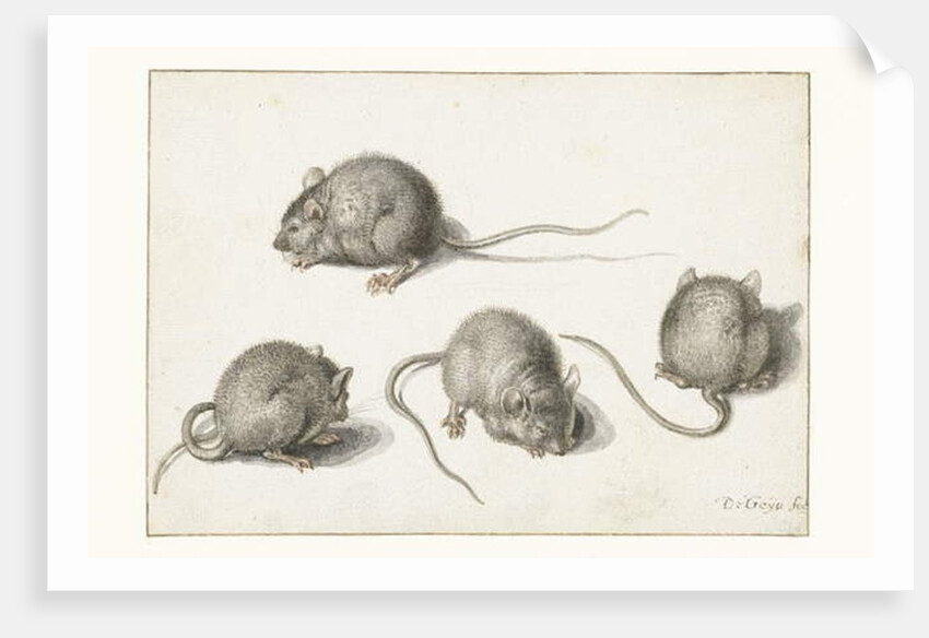 Four studies of a diseased mouse by Jacob II de Gheyn