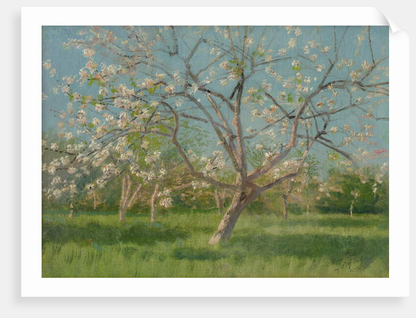 Orchard trees in blossom, 1900-10 by Laszlo Mednyanszky