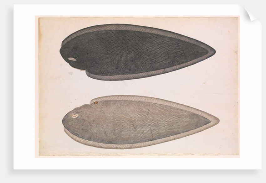 Two Sides of a Bengal River Fish, c.1804 by Indian School