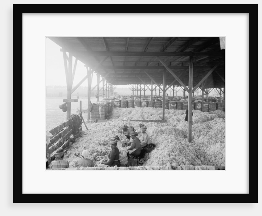 Sorting cotton for the Atlantic Cotton Compress Company, Pensacola, Florida, 1900-10 by Detroit Publishing Co.
