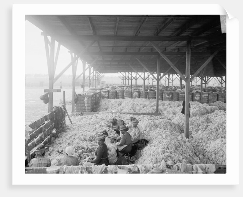 Sorting cotton for the Atlantic Cotton Compress Company, Pensacola, Florida, 1900-10 by Detroit Publishing Co.
