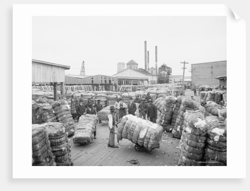 Weighing cotton by Anonymous