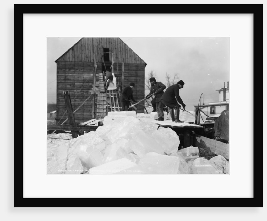 Ice harvesting, shooting the cakes into the house, c.1903 by Detroit Publishing Co.
