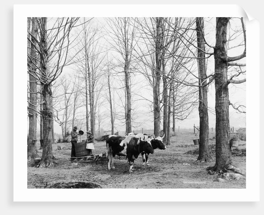 Bringing in the sap in a maple sugar camp, c.1900-06 by Detroit Publishing Co.