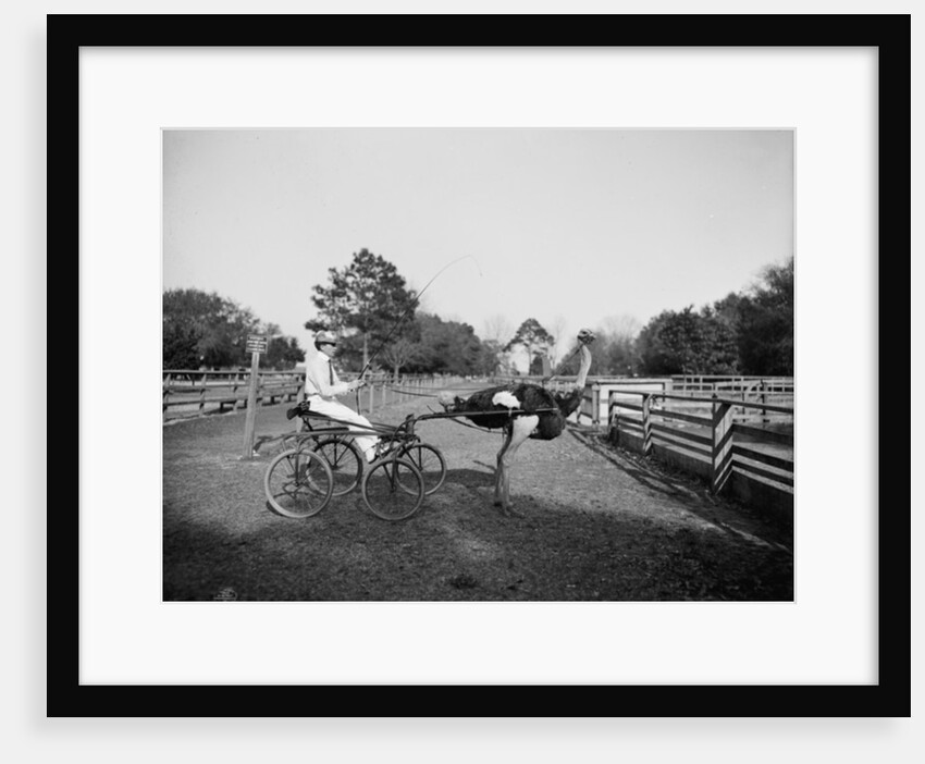 Oliver W., the famous trotting ostrich, at Florida Ostrich Farm, Jacksonville, 1903 by Detroit Publishing Co.