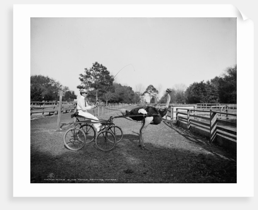 Oliver W., the famous trotting ostrich, at Florida Ostrich Farm, Jacksonville, 1903 by Detroit Publishing Co.
