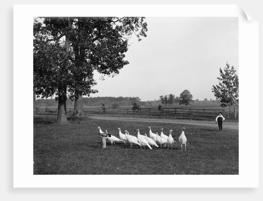 White Holland turkeys, 1900 by Detroit Publishing Co.