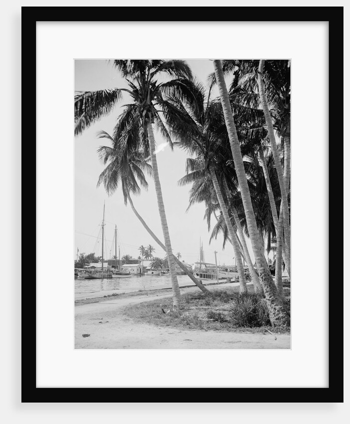 Coconut trees along the docks, Miami, Florida, c.1900-15 by Detroit Publishing Co.