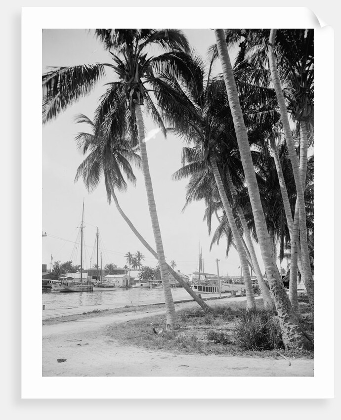 Coconut trees along the docks, Miami, Florida, c.1900-15 by Detroit Publishing Co.