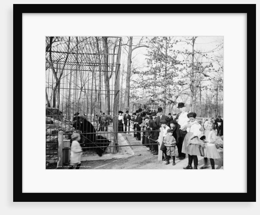 The Bear Pits, Memphis, Tennessee, c.1900-20 by Detroit Publishing Co.