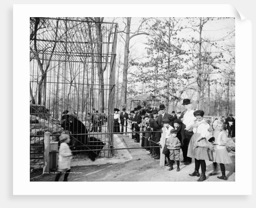 The Bear Pits, Memphis, Tennessee, c.1900-20 by Detroit Publishing Co.
