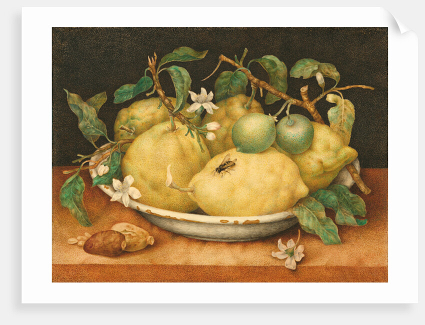 Still Life with a Bowl of Citrons, c.1640 by Giovanna Garzoni