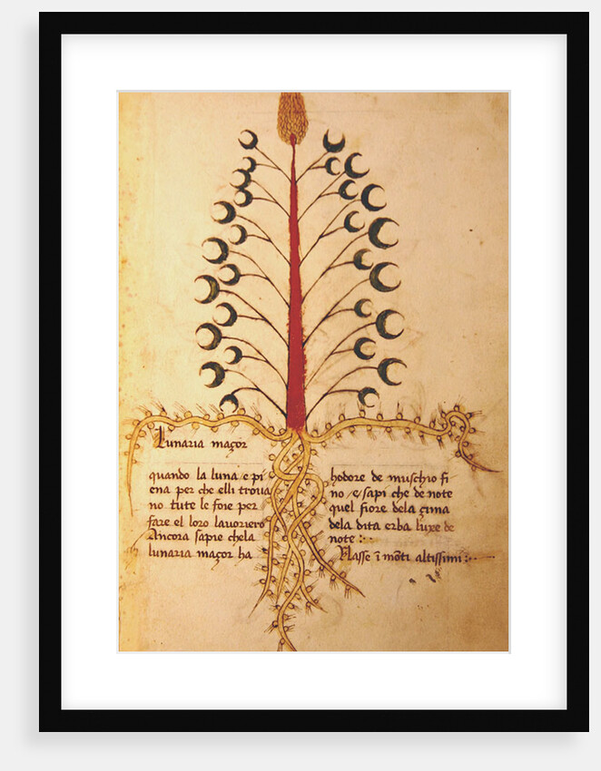 Ms 1591 Fol.13r Herba Lunaria Maggiore by Italian School