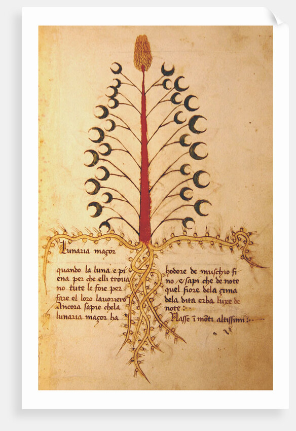 Ms 1591 Fol.13r Herba Lunaria Maggiore by Italian School