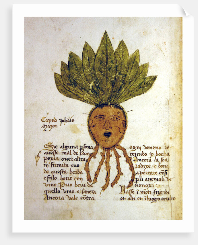 Ms 1591 Fol.18v. Herba Capud Johannis Mazor by Italian School