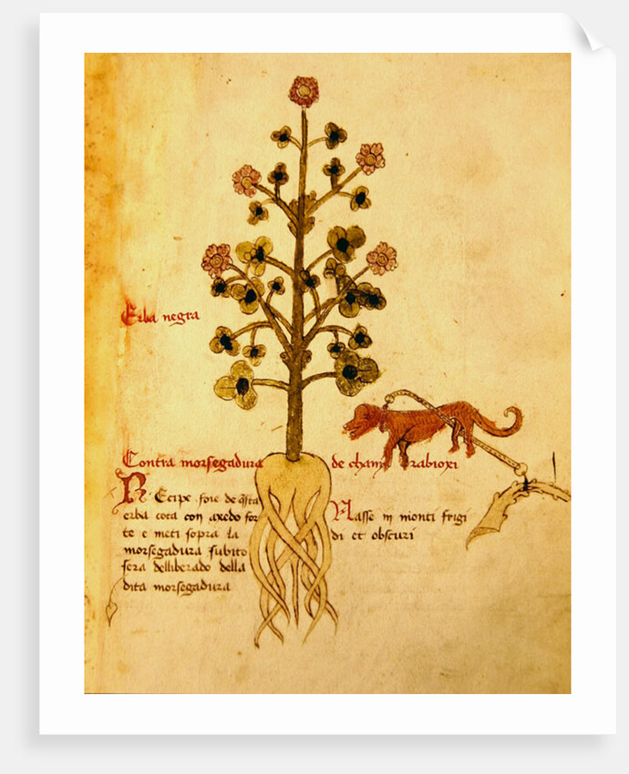 Ms 1591 Fol.38r Herba negra by Italian School