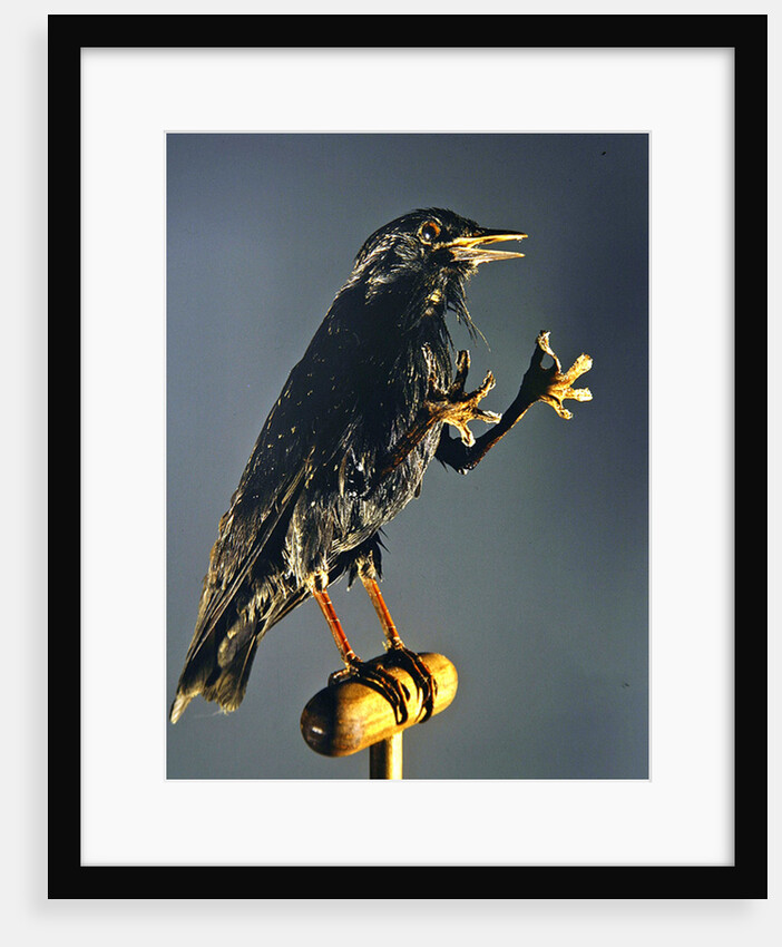 A Secretary Bird: The witch's companion by Anonymous