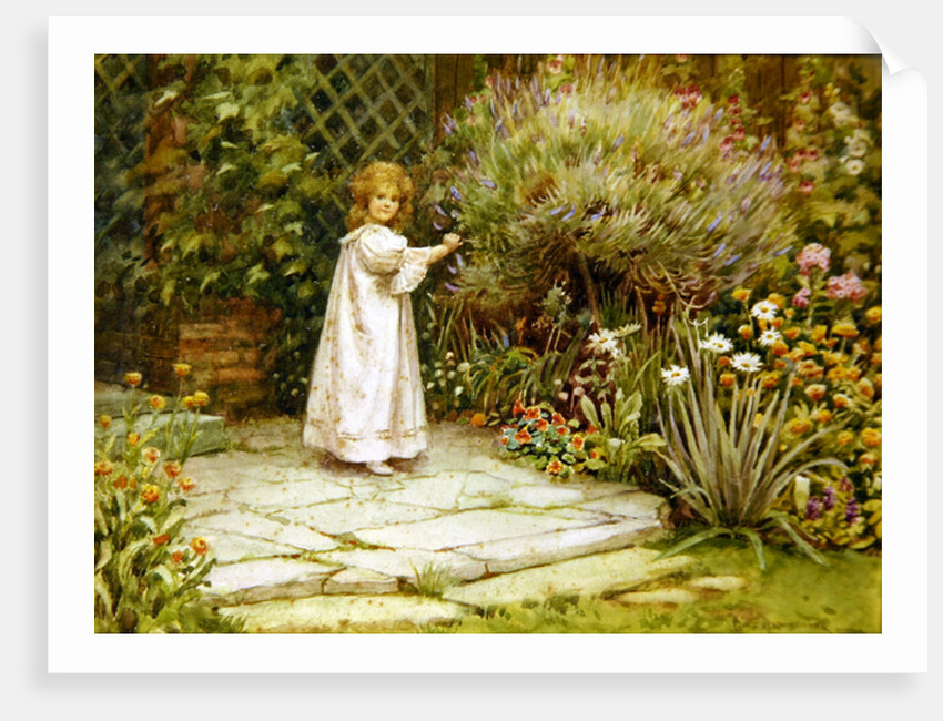 My Garden by William Ashburner