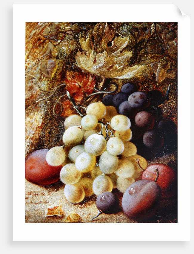 Grapes and Plums by Vincent Clare