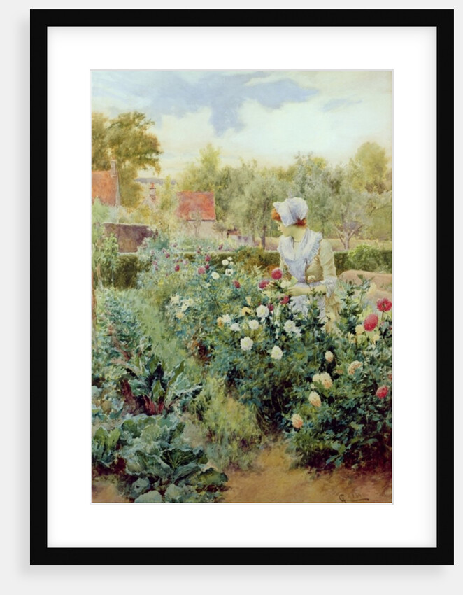 Dahlias, 1896 by Alfred Jr. Glendening