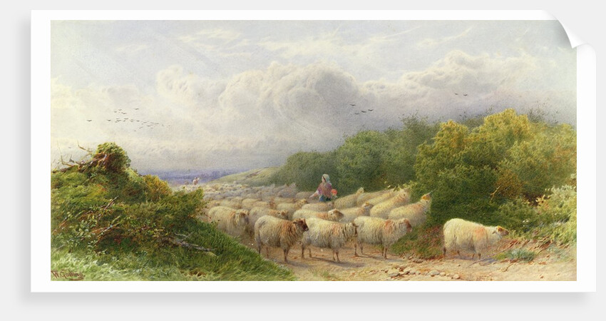 Sheep on the Downs by William W. Gosling