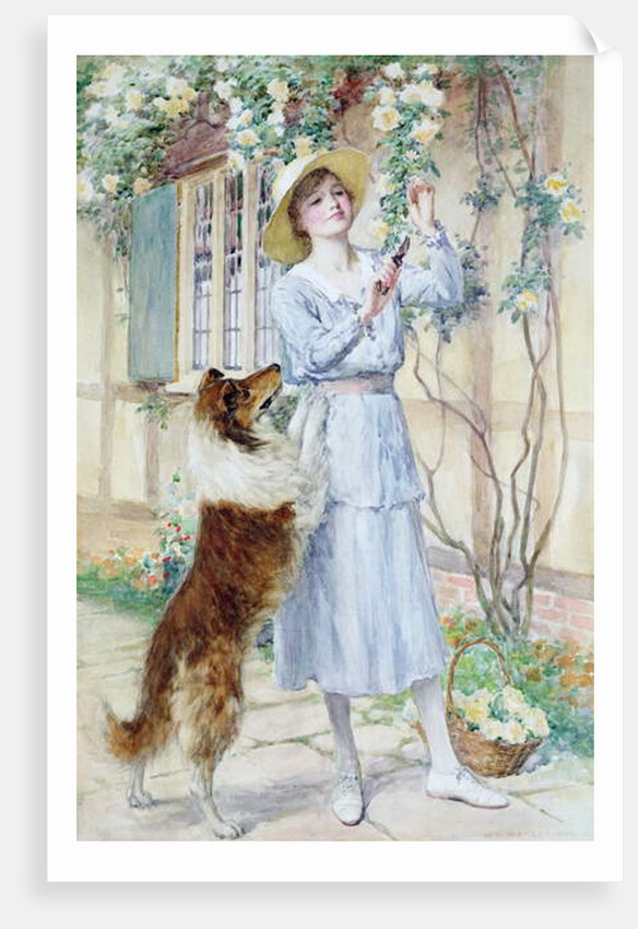 Picking Roses by William Henry Margetson