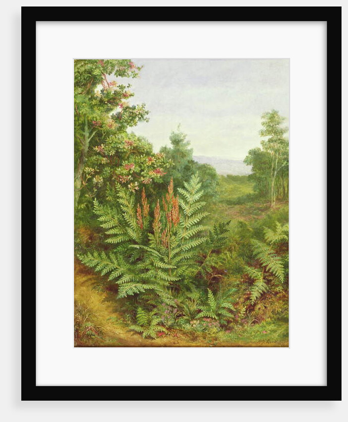 Honeysuckle and Ferns by Albert Durer Lucas