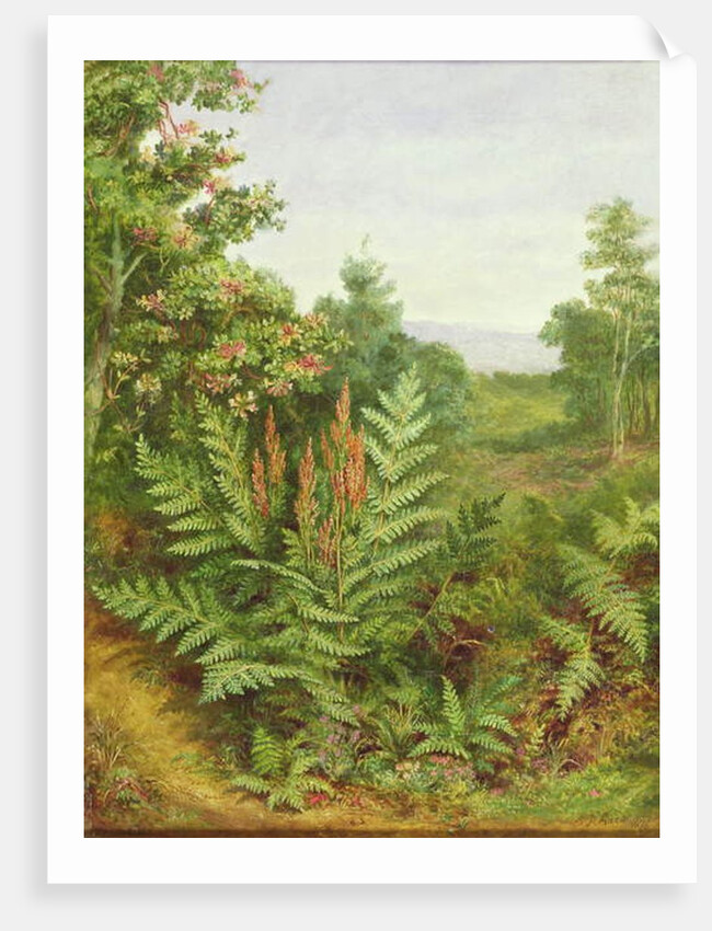 Honeysuckle and Ferns by Albert Durer Lucas