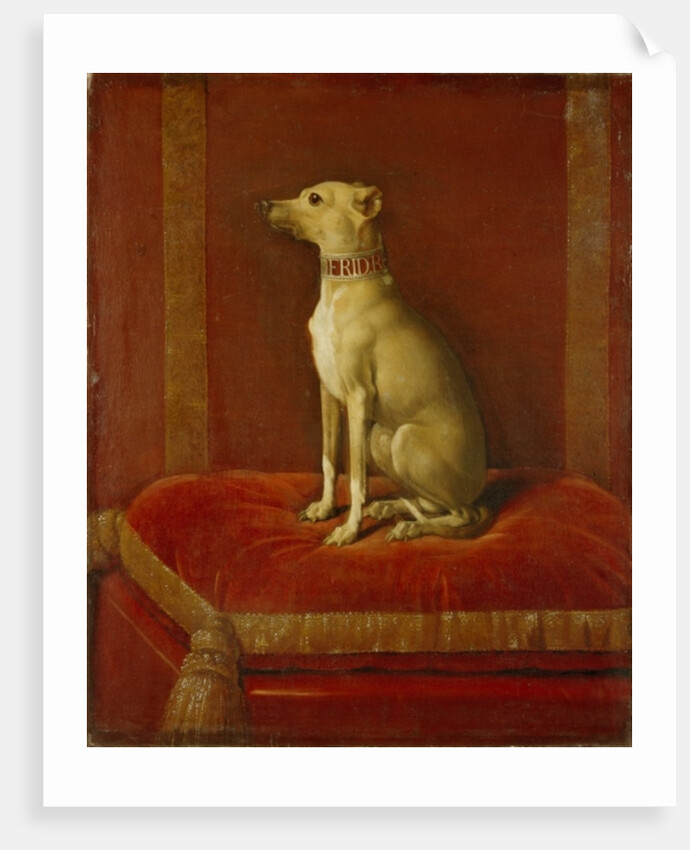 One of Frederick II's Italian Greyhounds by German School