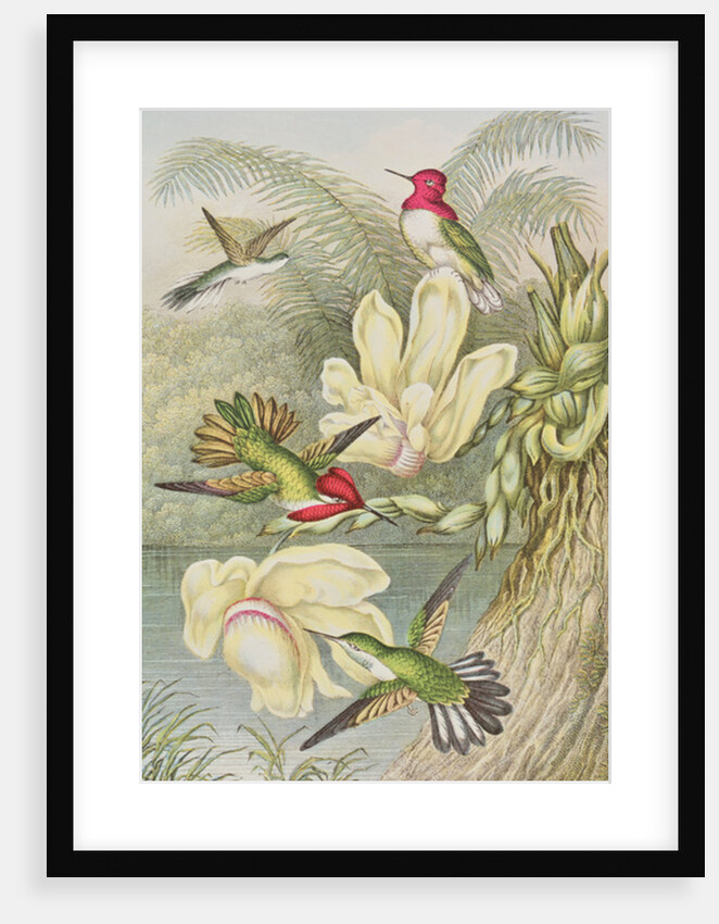 Humming birds among tropical flowers by English School