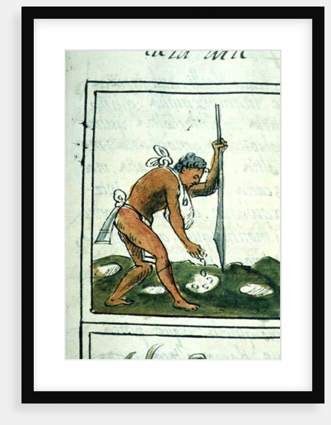 An Aztec man planting maize by Spanish School