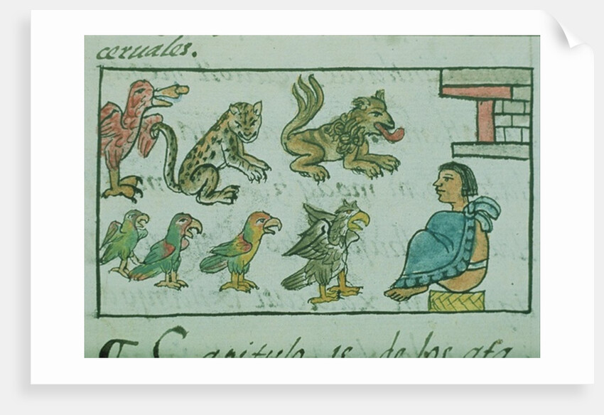 Ms Palat. 218-220 Book IX Animals of the Aztec Emperor by Spanish School