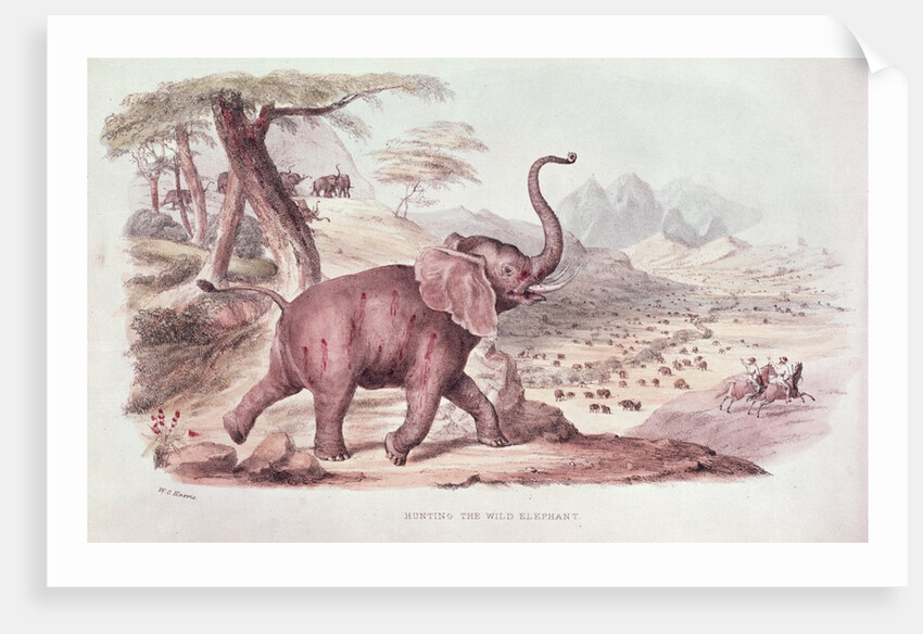 Hunting the Wild Elephant by William Cornwallis Harris