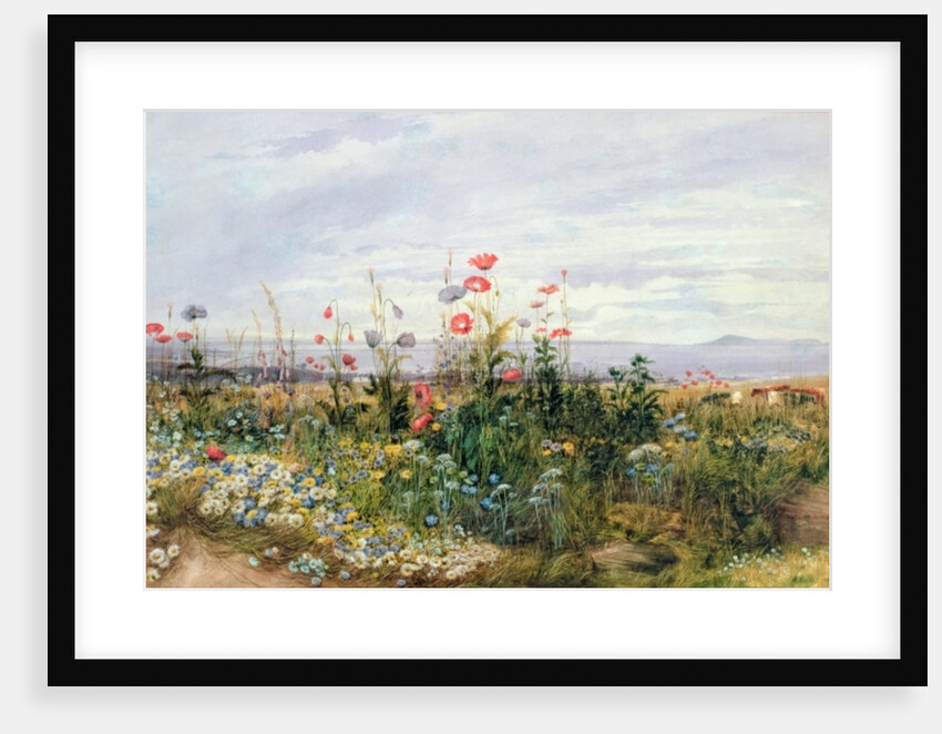 Fleurs sauvages avec une vue de Dublin Dunleary by Andrew Nicholl