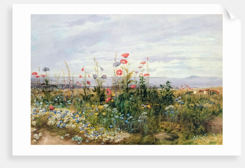 Fleurs sauvages avec une vue de Dublin Dunleary by Andrew Nicholl