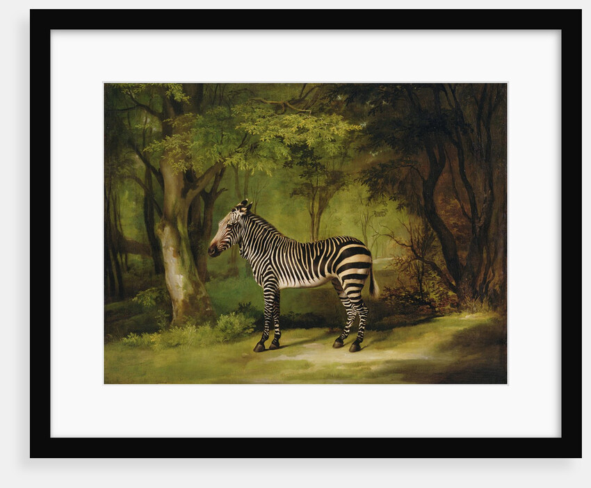 A Zebra, 1763 by George Stubbs