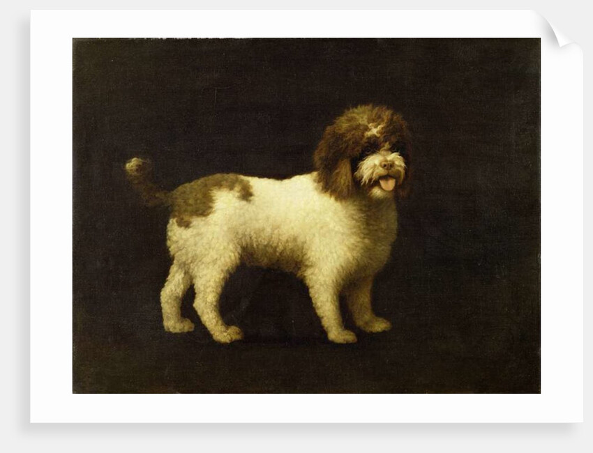 A Water Spaniel, 1769 by George Stubbs