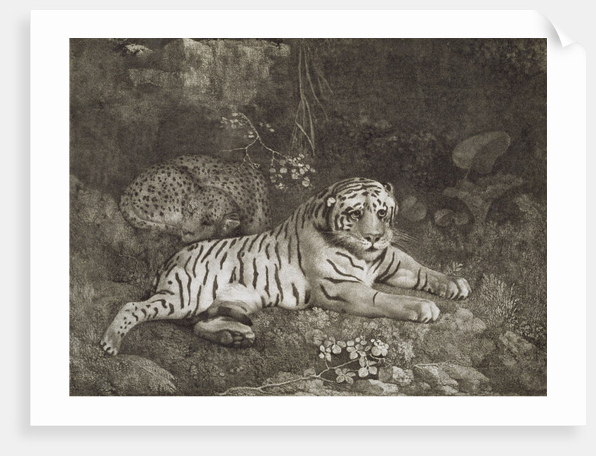 Two Tygers by George Stubbs
