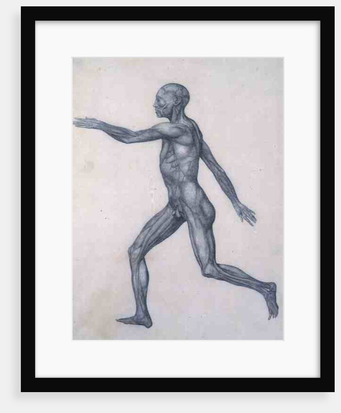 The Human Figure, lateral view by George Stubbs