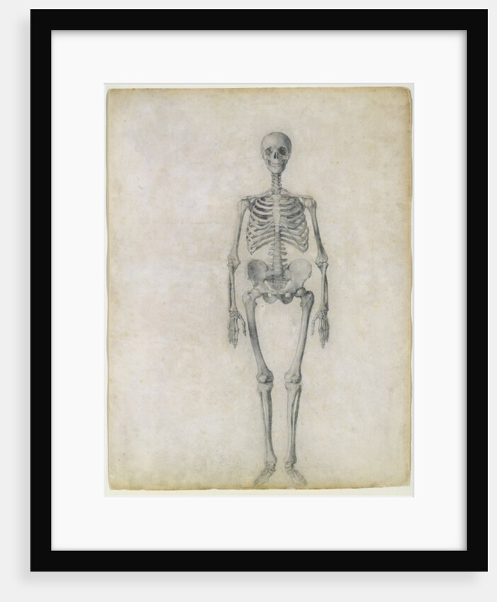 The Human Skeleton, anterior view by George Stubbs