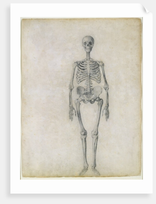 The Human Skeleton, anterior view by George Stubbs