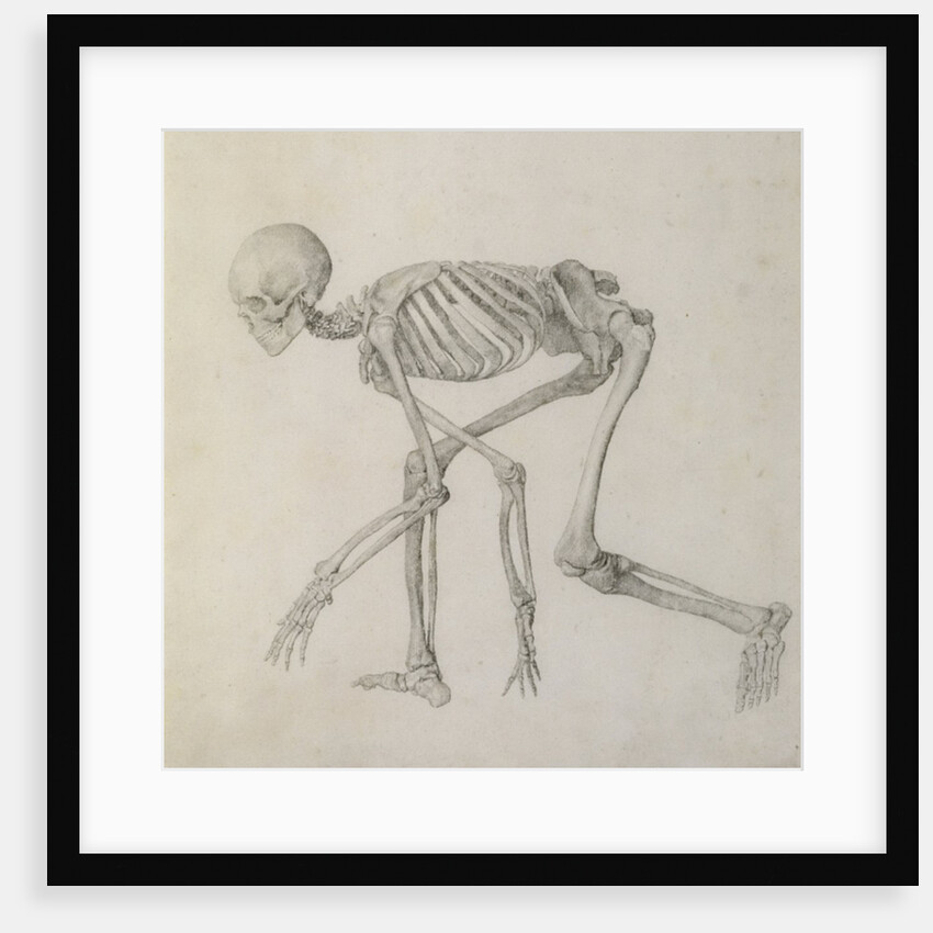 Human Skeleton: Lateral view in Crouching Posture, 18th century by George Stubbs