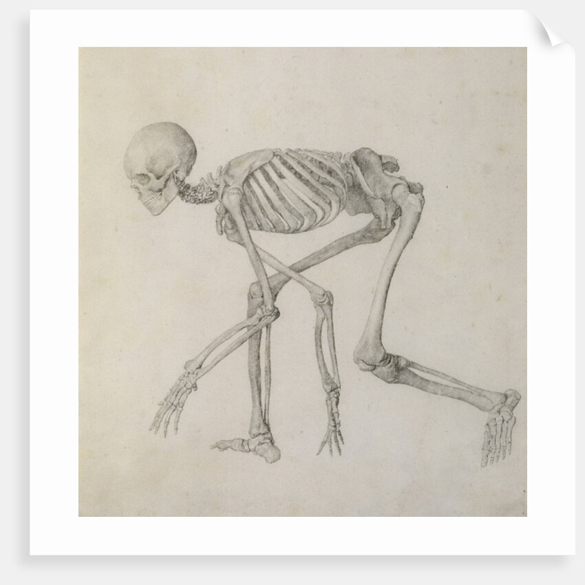 Human Skeleton: Lateral view in Crouching Posture, 18th century by George Stubbs