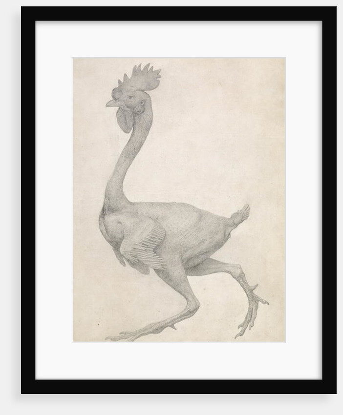 Fowl: Lateral view with Most Feathers Removed by George Stubbs