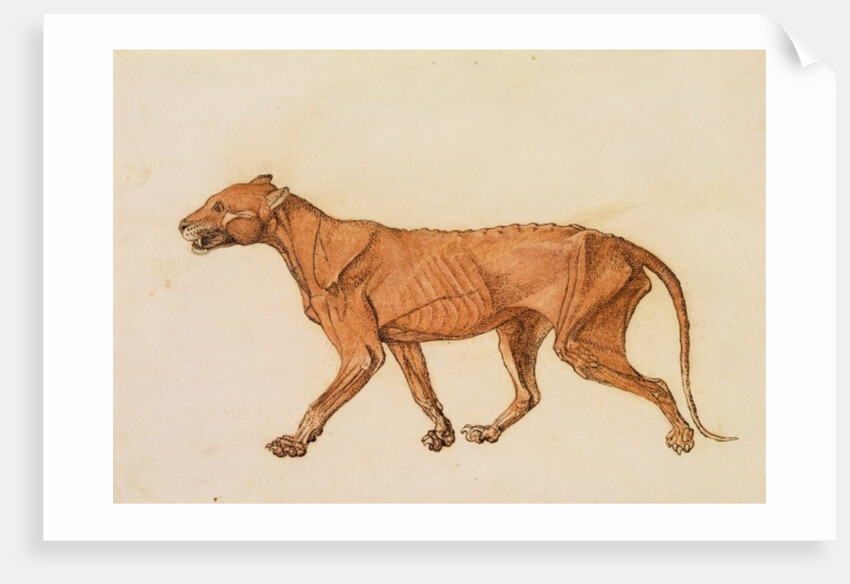 Tiger, Lateral View, Skin Removed by George Stubbs