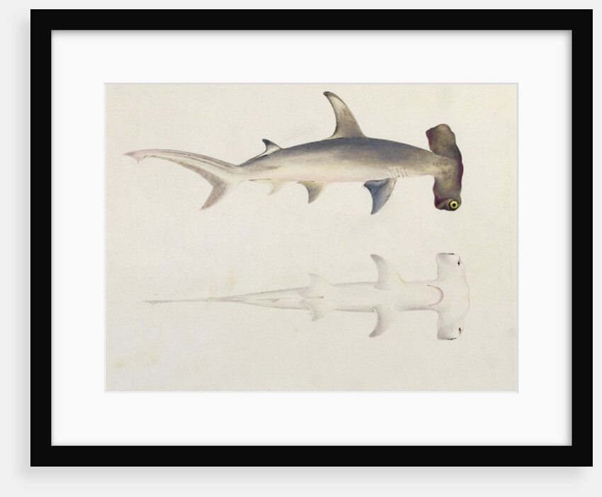 A Hammer-headed Shark, Loheia, formerly attributed to James Bruce by Luigi Balugani