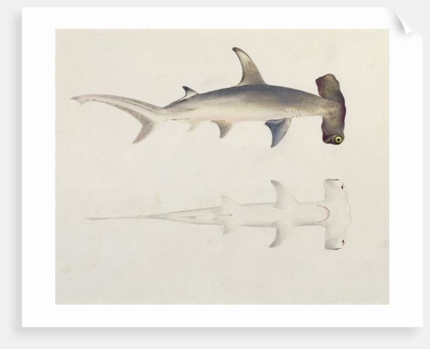 A Hammer-headed Shark, Loheia, formerly attributed to James Bruce by Luigi Balugani