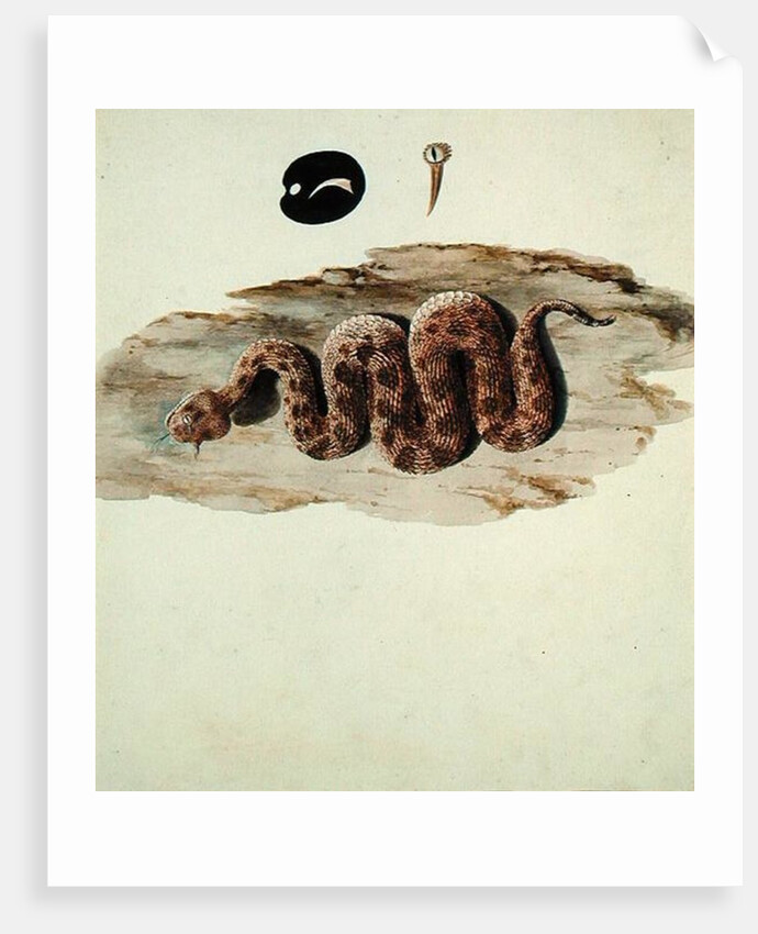 Cerastes: Number One by Luigi Balugani