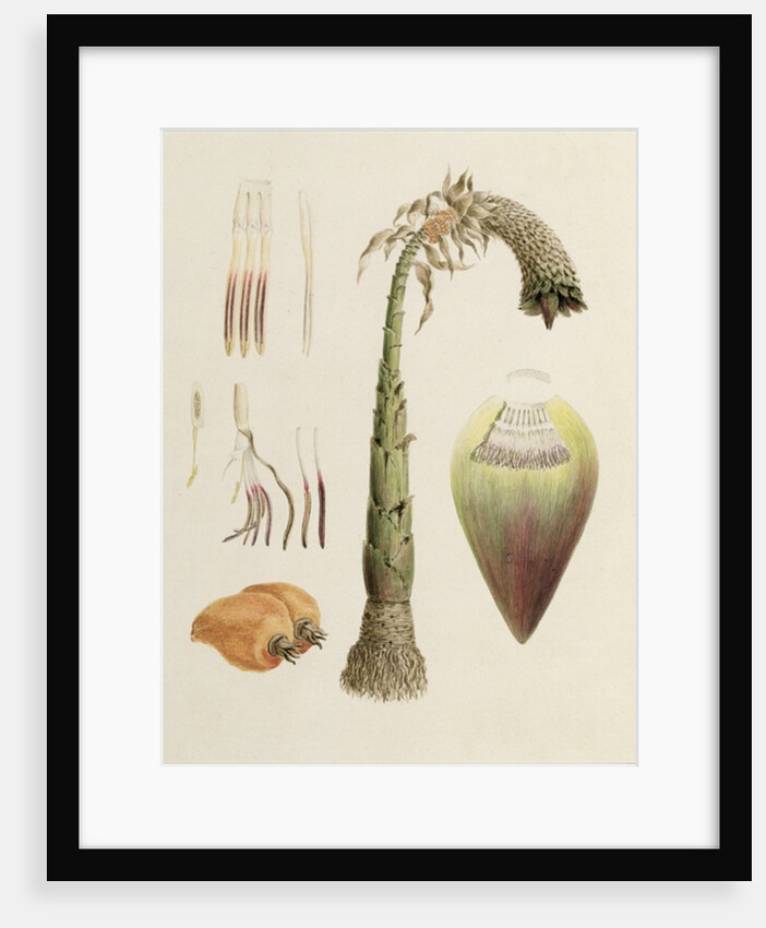 Ensete No. 10, formerly attributed to James Bruce by Luigi Balugani