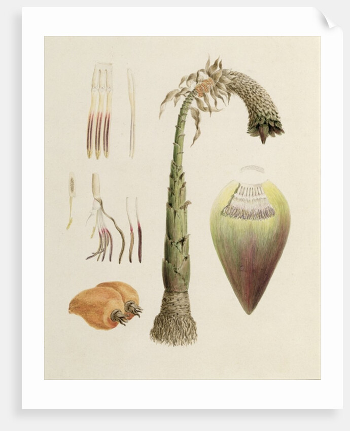 Ensete No. 10, formerly attributed to James Bruce by Luigi Balugani